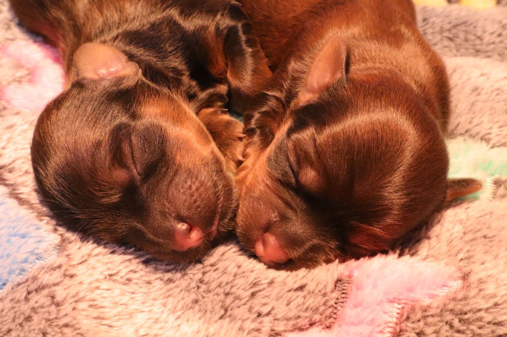 Chiot Bichon Havanais Du Buisson De La Passée