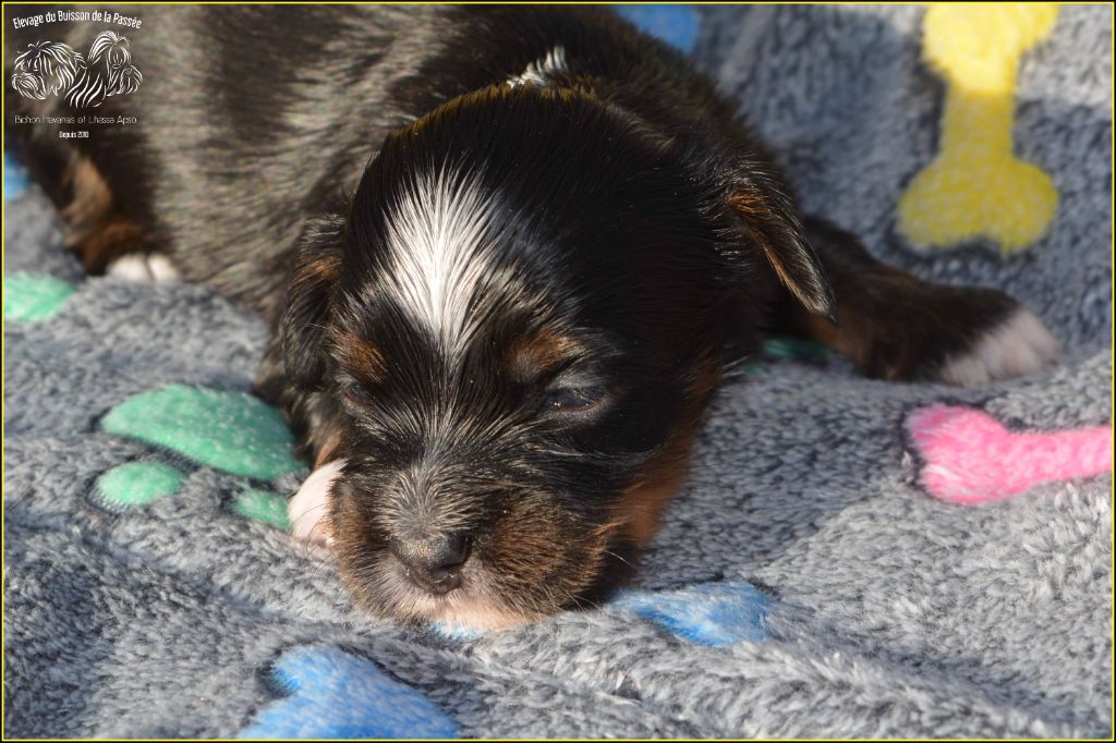 Du Buisson De La Passée - Chiots disponibles - Bichon Havanais