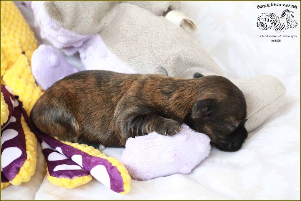 Du Buisson De La Passée - Chiots disponibles - Bichon Havanais