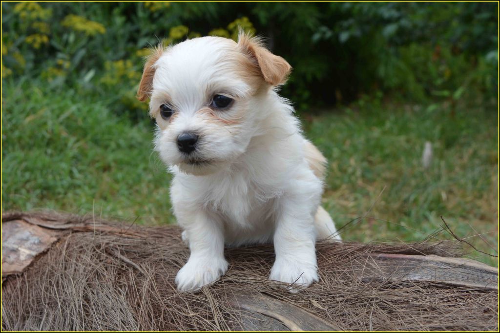 Du Buisson De La Passée - Chiots disponibles - Bichon Havanais