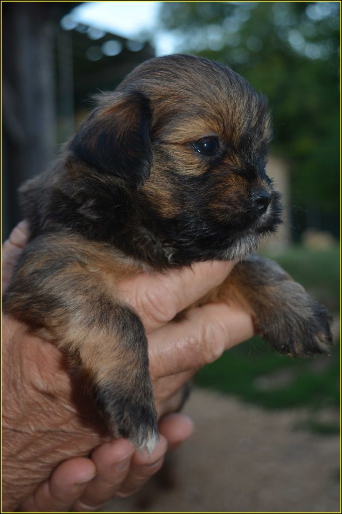 Du Buisson De La Passée - Chiots disponibles - Lhassa Apso