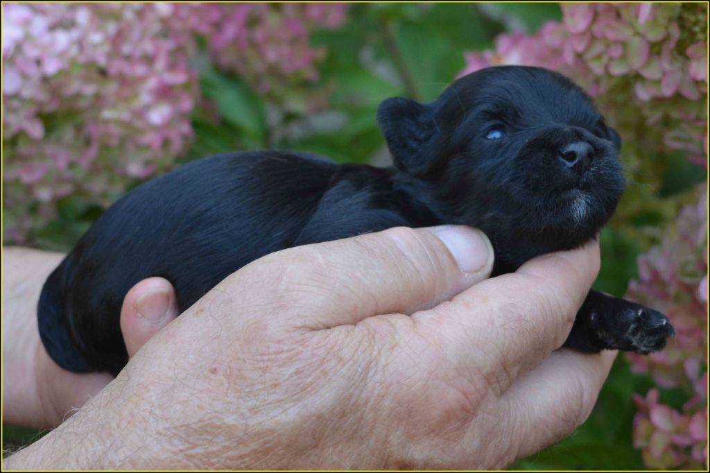 Du Buisson De La Passée - Chiots disponibles - Bichon Havanais