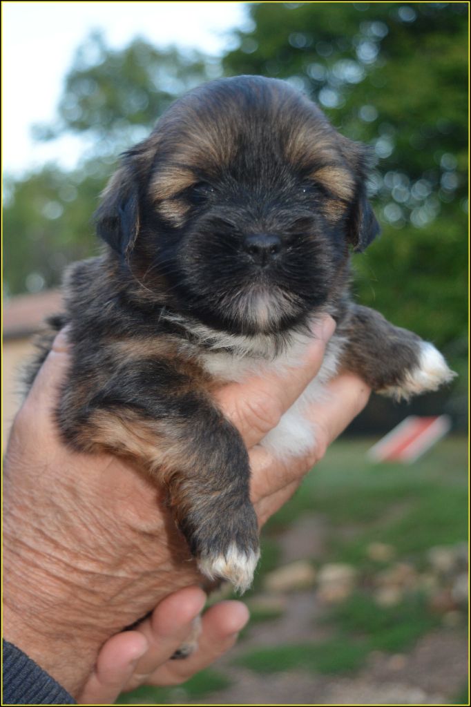 Du Buisson De La Passée - Chiots disponibles - Lhassa Apso