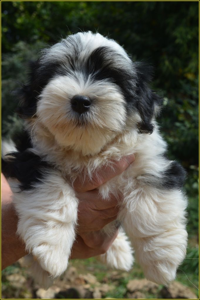Du Buisson De La Passée - Chiots disponibles - Bichon Havanais