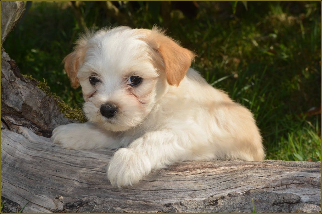 Du Buisson De La Passée - Chiots disponibles - Bichon Havanais