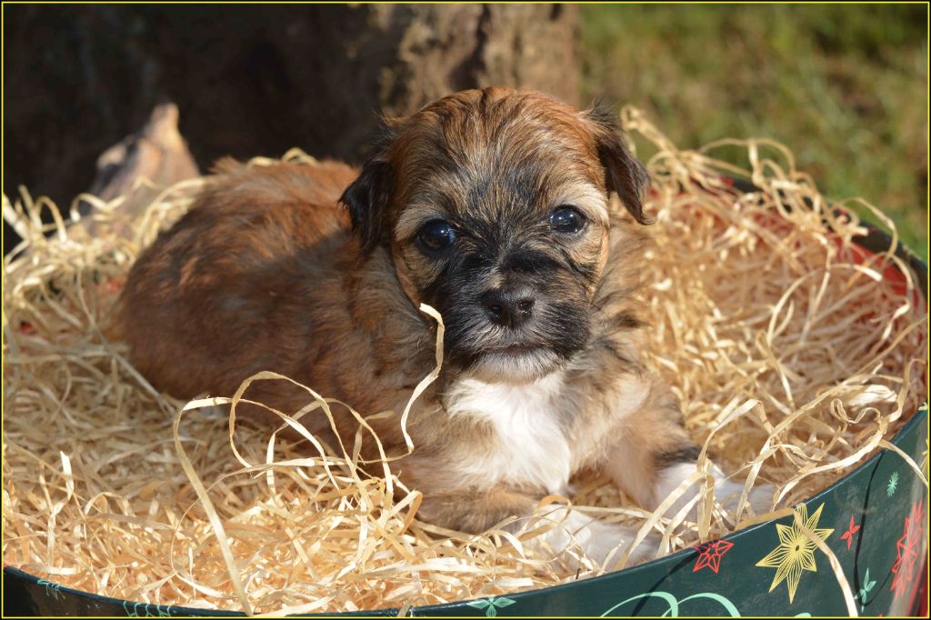 Du Buisson De La Passée - Chiots disponibles - Bichon Havanais