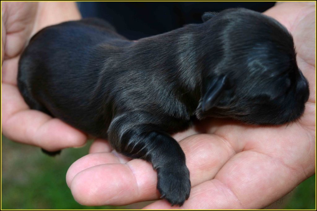 Du Buisson De La Passée - Chiots disponibles - Bichon Havanais