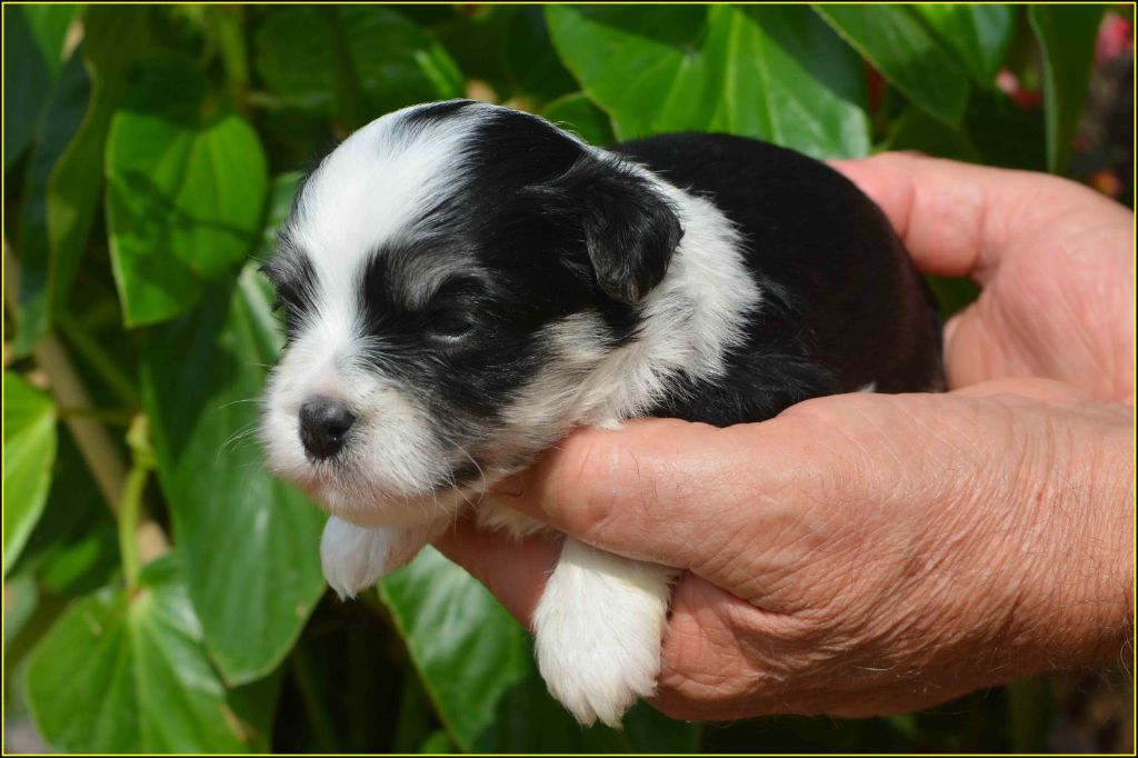 Du Buisson De La Passée - Chiots disponibles - Bichon Havanais