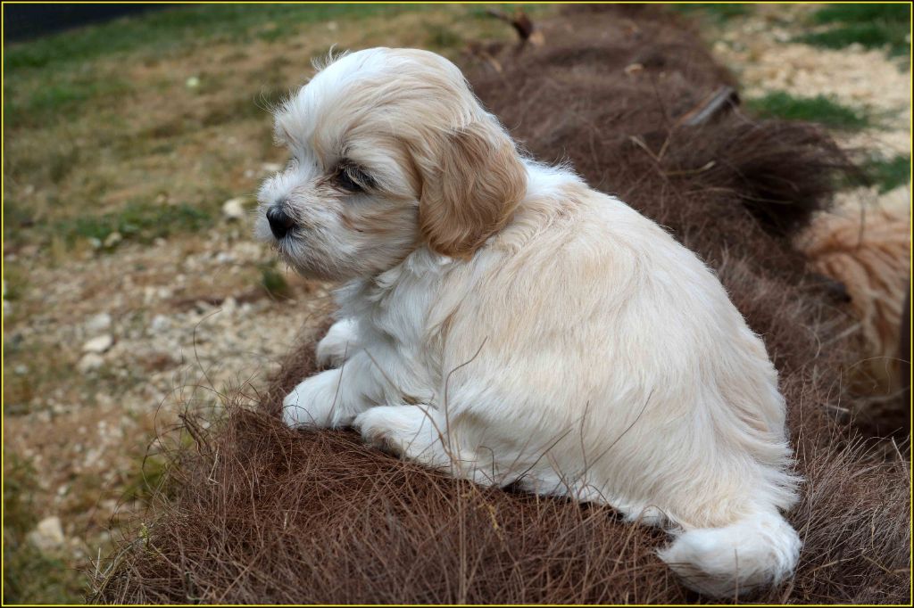 Du Buisson De La Passée - Chiots disponibles - Bichon Havanais