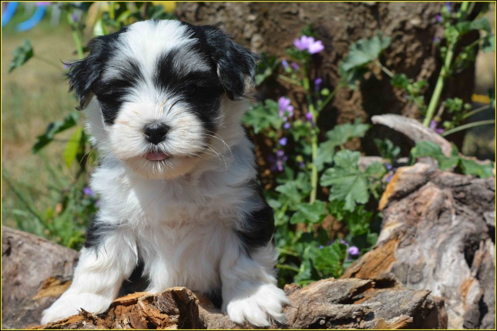 Du Buisson De La Passée - Chiots disponibles - Bichon Havanais