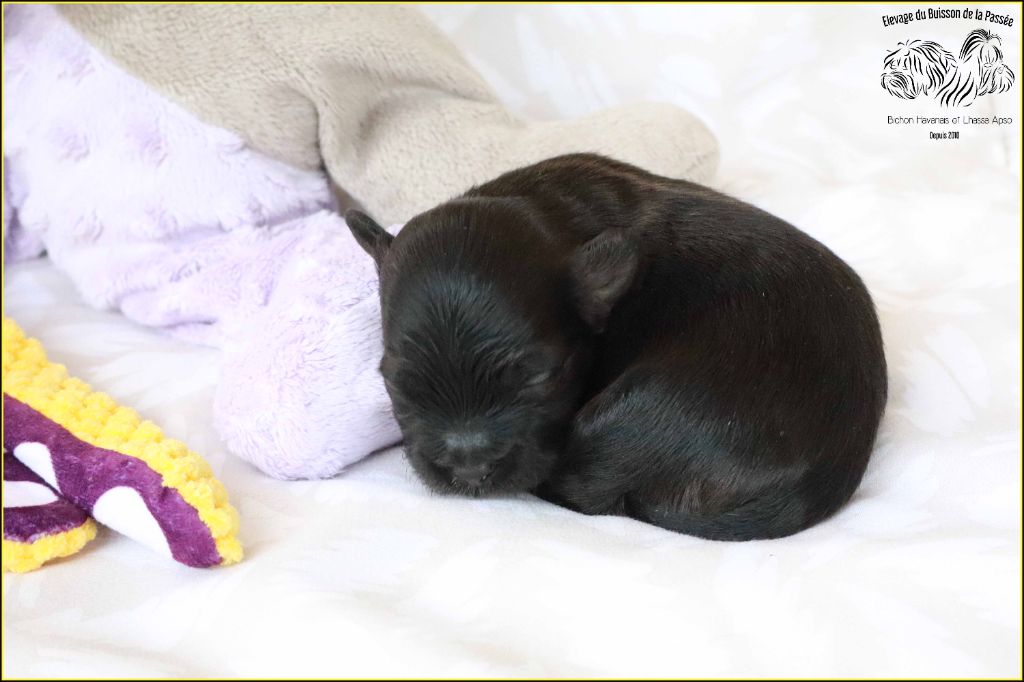 Du Buisson De La Passée - Chiots disponibles - Bichon Havanais