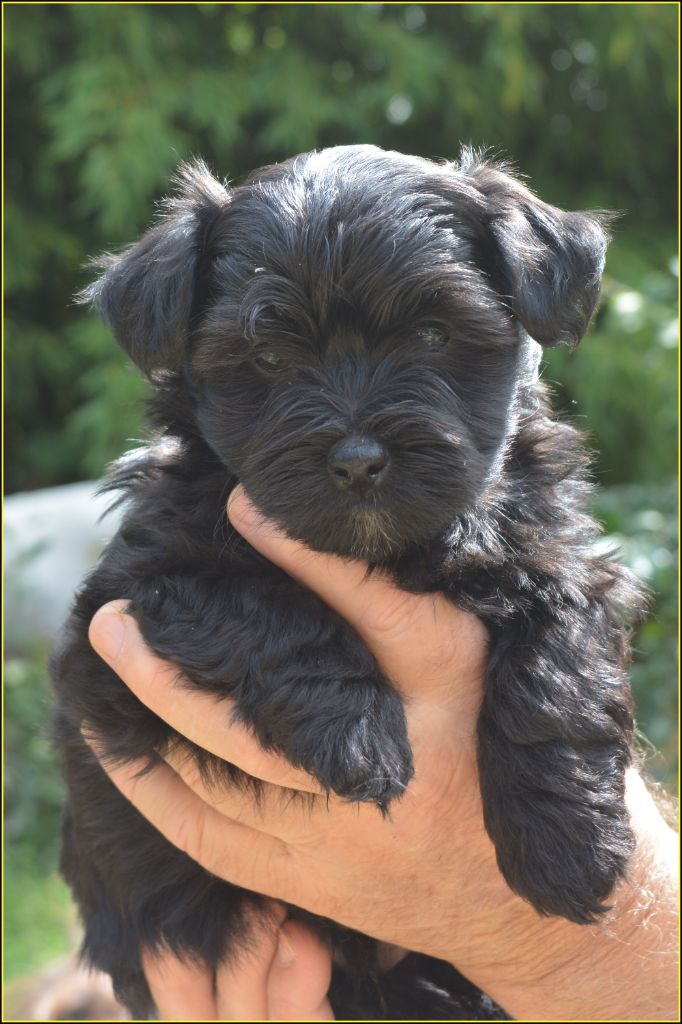 Du Buisson De La Passée - Chiots disponibles - Bichon Havanais