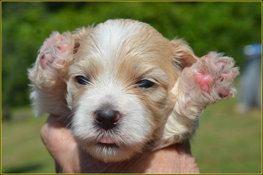 Du Buisson De La Passée - Chiots disponibles - Bichon Havanais
