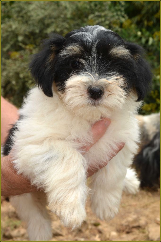 Du Buisson De La Passée - Chiots disponibles - Bichon Havanais