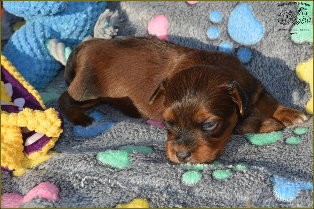 Du Buisson De La Passée - Chiots disponibles - Bichon Havanais