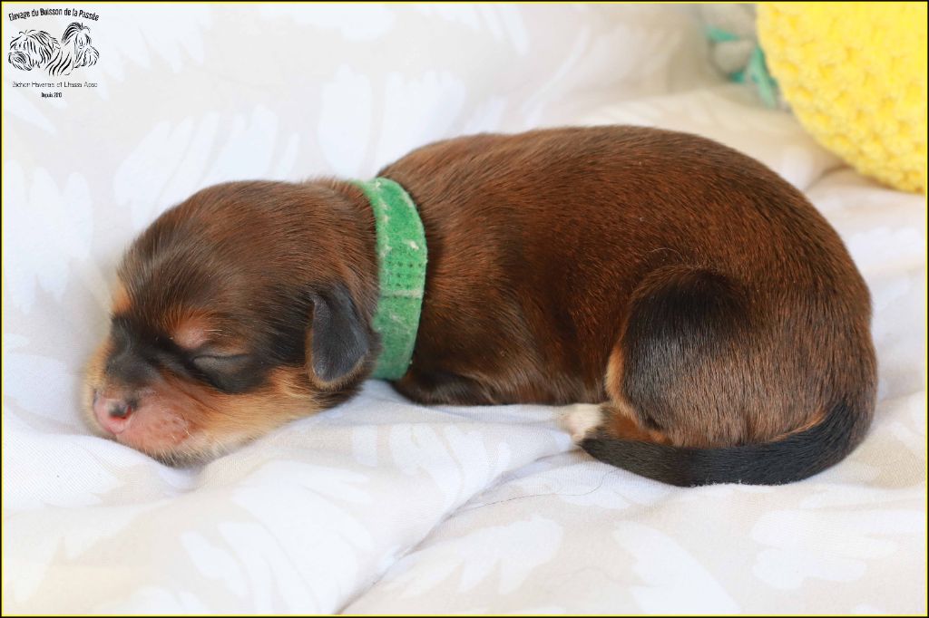 Du Buisson De La Passée - Chiots disponibles - Bichon Havanais