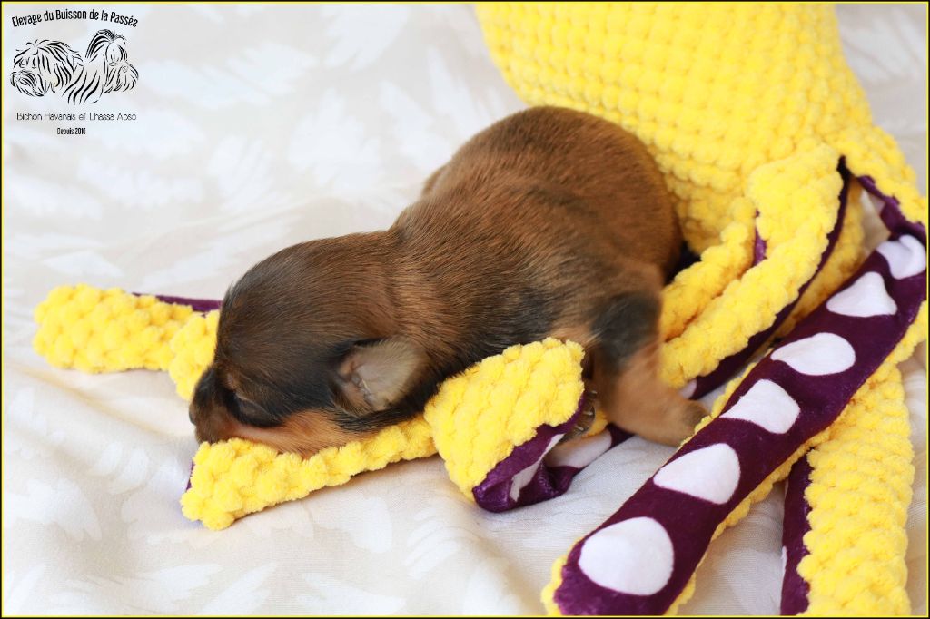 Du Buisson De La Passée - Chiots disponibles - Bichon Havanais