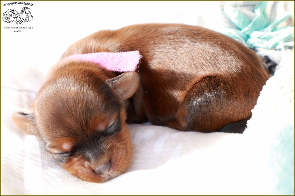 Du Buisson De La Passée - Chiots disponibles - Bichon Havanais